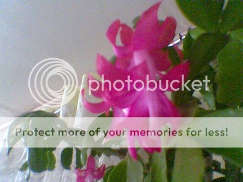 flores Pictures, Images and Photos