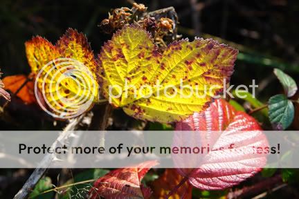 Autumnal blackberry leaves