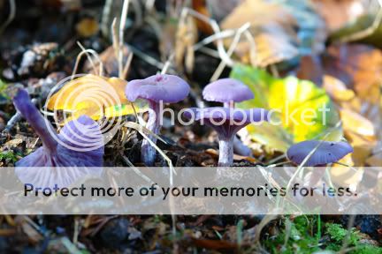 Amethyst deceiver mushrooms