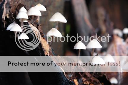 Mushrooms growing on tree stump