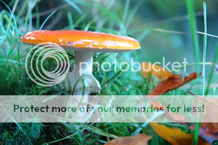 Orange coloured mushroom