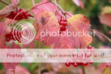 Vibernum berries
