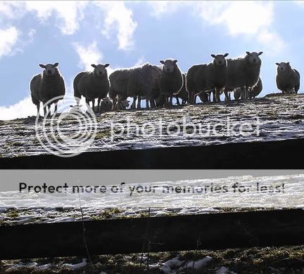 Flock of sheep on the hillside in Todmorden