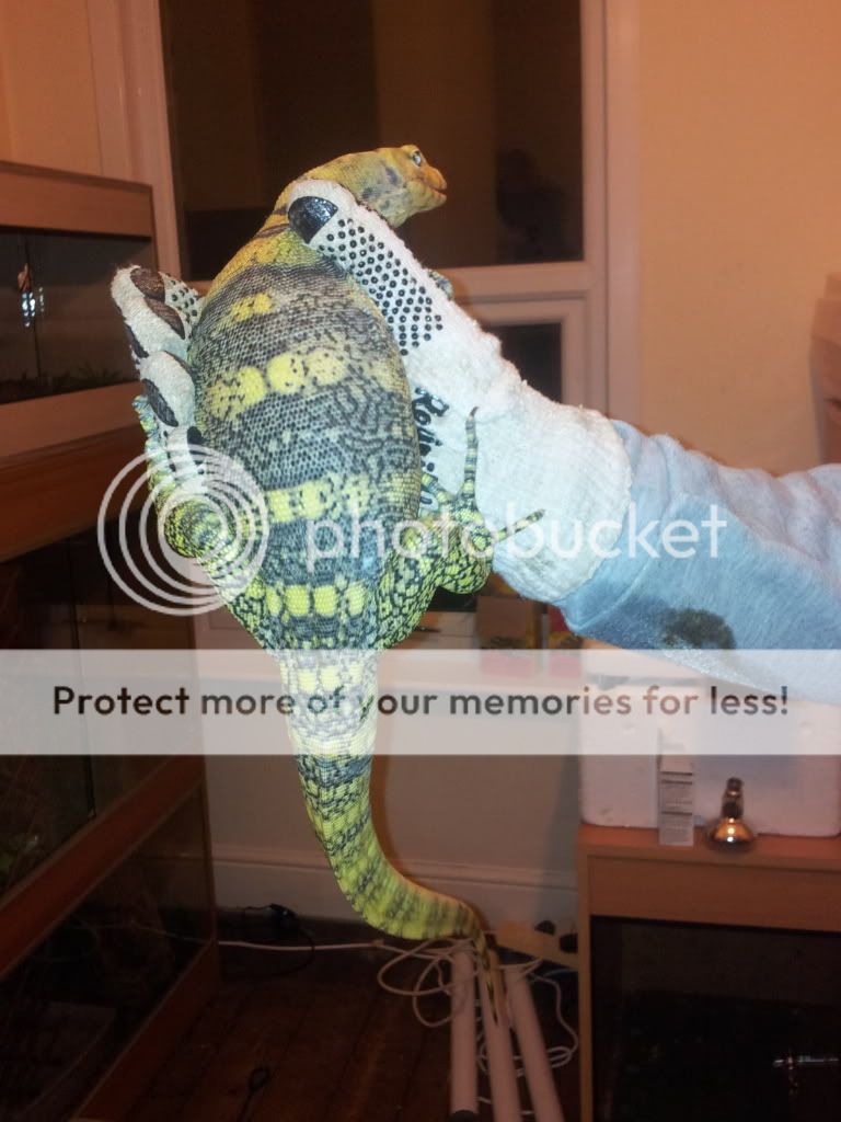 NW England SULPHUR Water monitor Reptile Forums