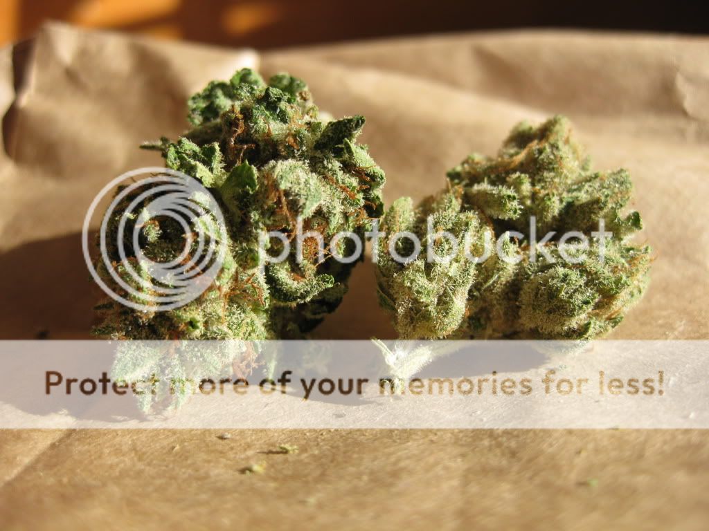 BubbleGum, Ogre Kush, BlueBerry Haze, Milk Grasscity Forums