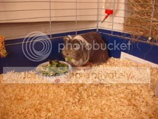 Cabbage058.jpg