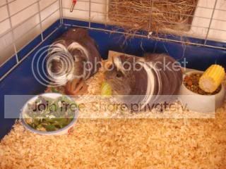 Cabbage064.jpg