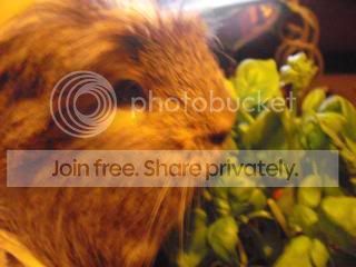 DSCF4440.jpg