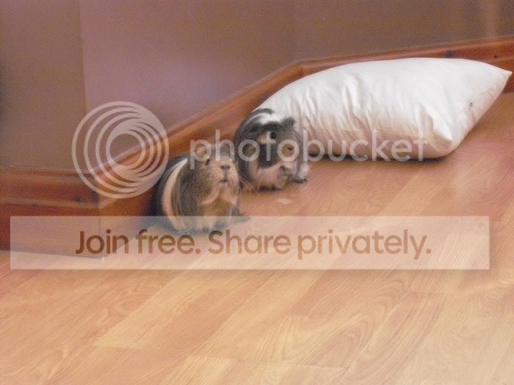 EscapetotheConservatory018.jpg