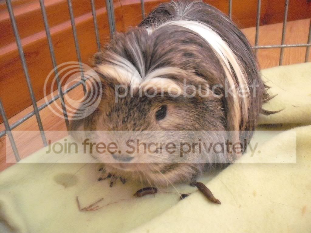 Pig003.jpg