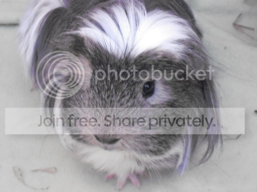 Pig006.jpg