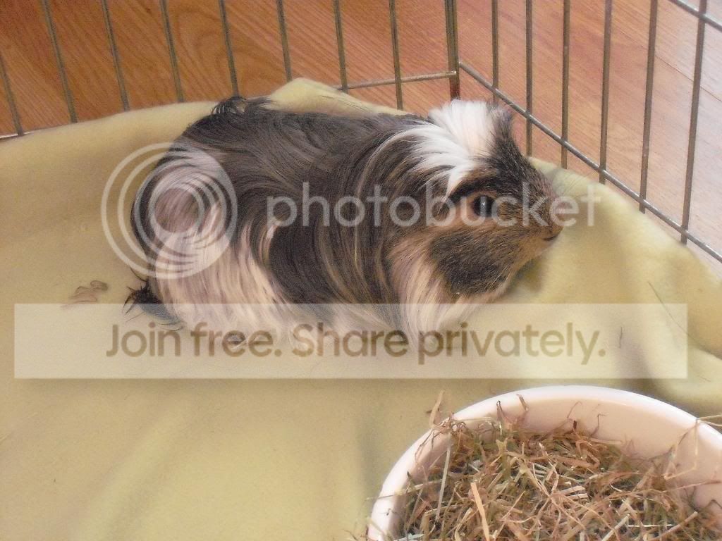 Pig014.jpg