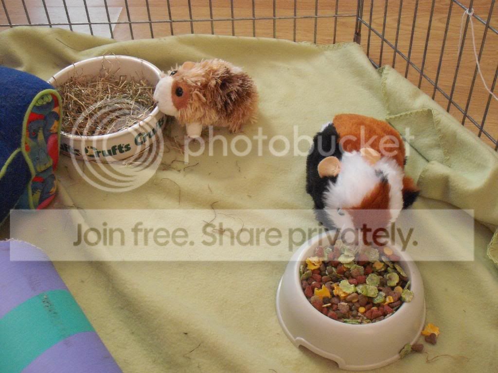 Pig022.jpg