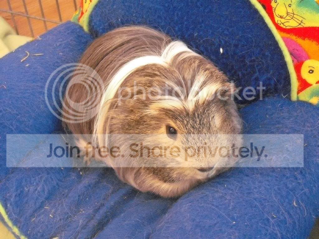 Pig024.jpg