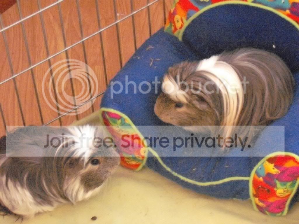 Pig031.jpg