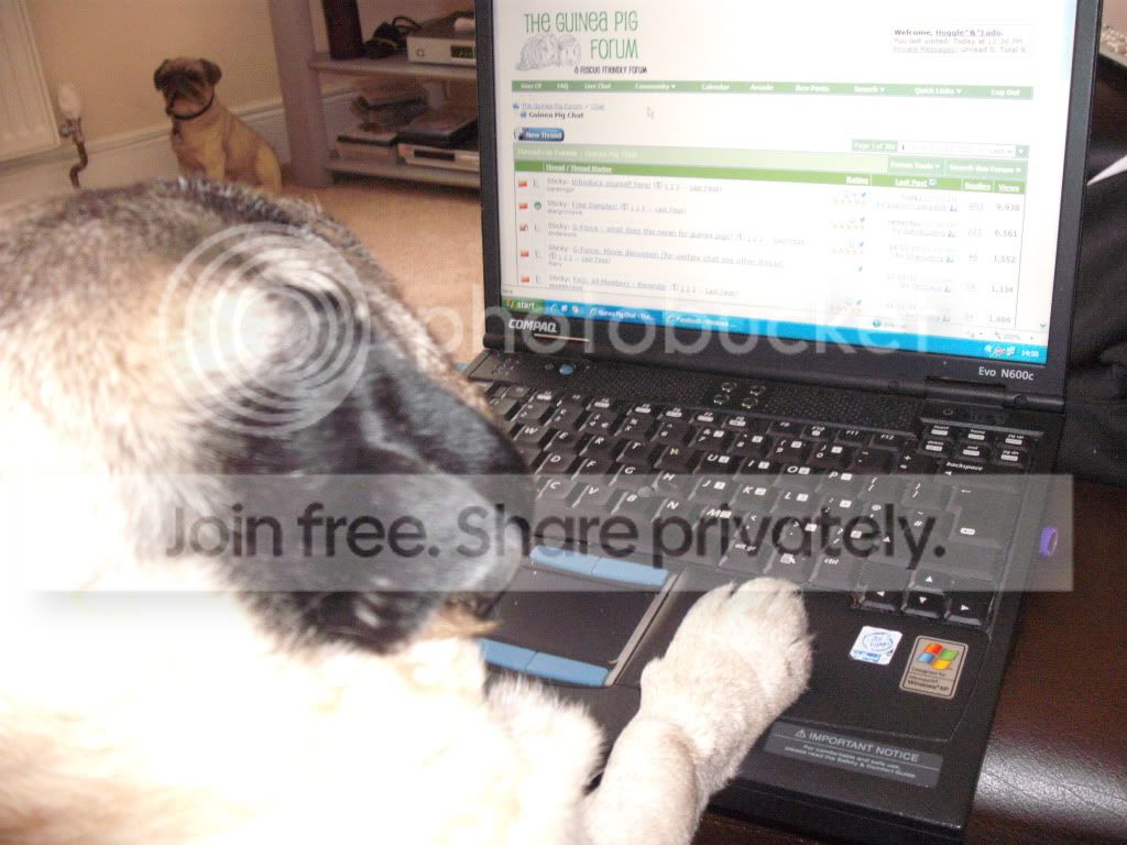 PugBath025.jpg