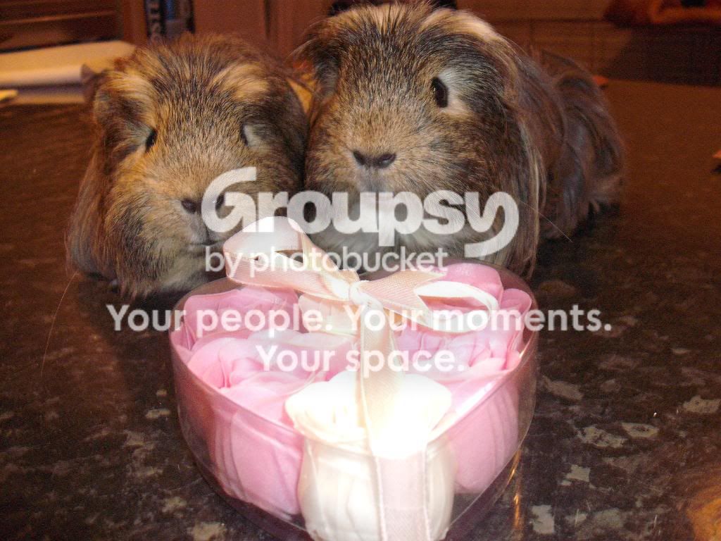 Valentines017.jpg