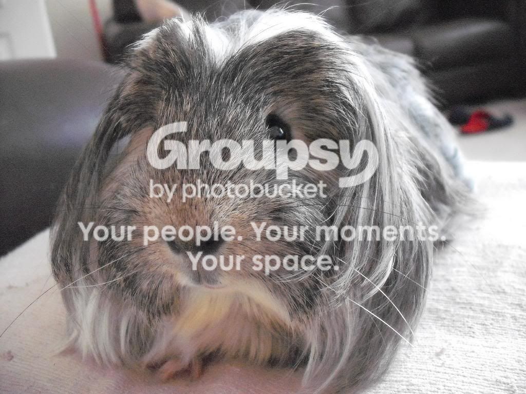 pigs005.jpg