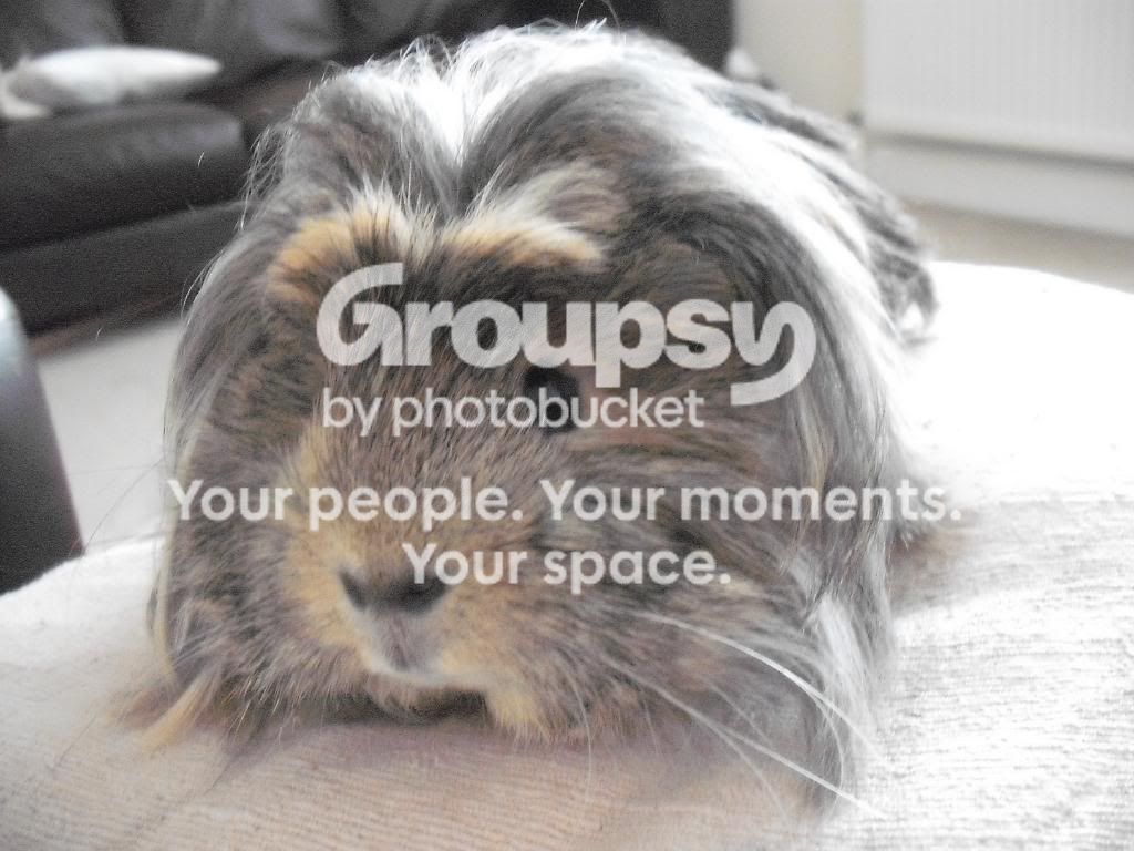 pigs006.jpg